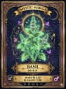 Basil